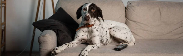 Remote controller near dalmatian dog on couch in living room, banner