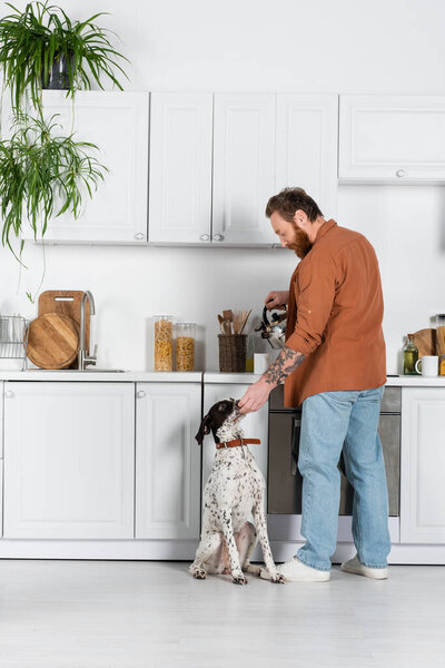 Side view of bearded man feeding dalmatian dog and making tea in kitchen 
