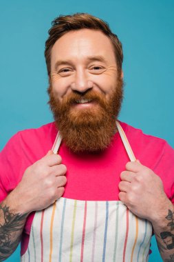 cheerful bearded man in magenta t-shirt and striped apron looking at camera isolated on blue