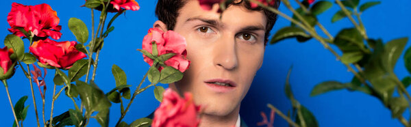 Brunette man looking at camera near red roses on blue background, banner