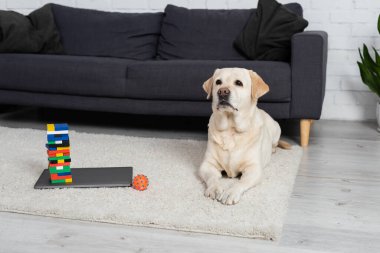 yellow labrador dog lying on floor carpet near ball and wood blocks game on laptop