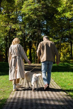 Labrador köpeğiyle bahar parkında yürüyen olgun bir çiftin arka plan görüntüsü. 