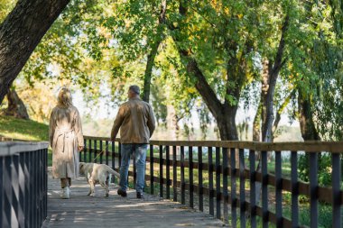 Labrador ile birlikte bahar parkında köprüde yürüyen orta yaşlı Coupe 'nin arka görüntüsü 