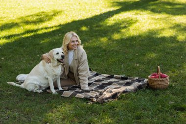 joyful middle aged woman with blonde hair cuddling labrador dog while sitting on blanket in park  clipart