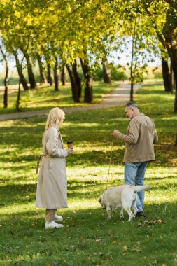 Sarışın, orta yaşlı, elinde kahve olan bir kadın mutlu bir koca ve parkta Labrador 'la dışarı çıkıyor. 