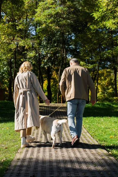 Back view of mature couple walking with labrador dog in spring park