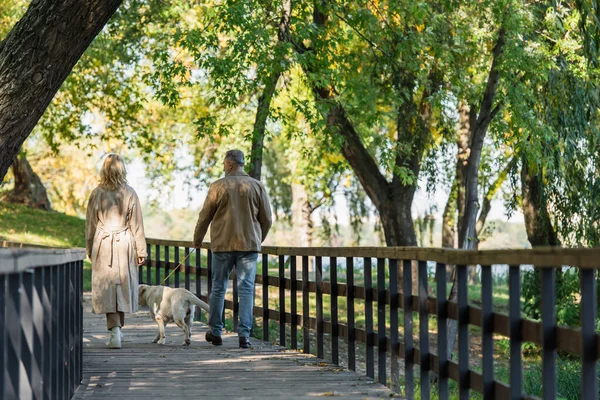 春の公園で橋の上にラブラドールと一緒に歩く中年クーペのバックビュー — ストック写真