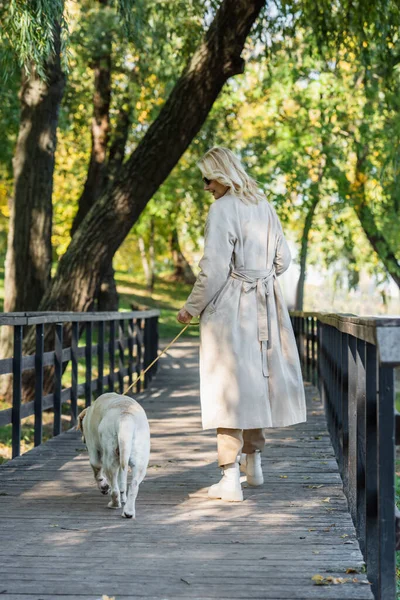 公園の橋の上にラブラドールと一緒に歩くトレンチコートの笑顔の女性の側面図 — ストック写真