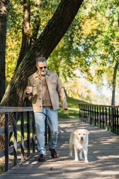 Smiling Middle Aged Man Sunglasses Holding Coffee Walking Labrador Park — Stock Photo, Image