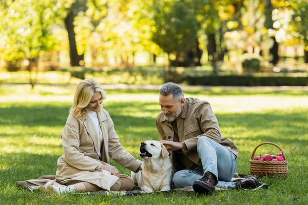 快乐的大胡子男人在公园野餐时在金发妻子身边爱抚拉布拉多犬 — 图库照片