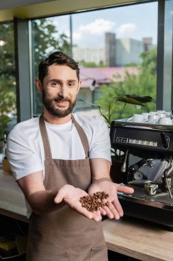 Kafede çalışırken kahve çekirdeklerini gösteren önlüklü neşeli sakallı barista.