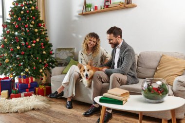 Mutlu çift kanepede oturuyor ve süslü Noel ağacının yanında Corgi sosisine sarılıyor ve hediyeler veriyor.