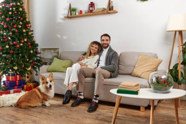 Mutlu çift kanepede oturuyor ve Corgi Dog 'un yanında sarılıyor ve Noel ağacını hediyelerle süslüyor.