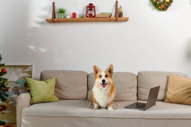 Noel zamanı dizüstü bilgisayarın ve dekore edilmiş dairenin yanındaki koltukta oturan sevimli Corgi köpeği.