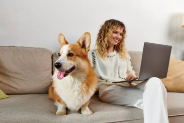 Şirin Corgi köpeği evde çalışırken dizüstü bilgisayar kullanan mutlu kıvırcık kadının yanında oturuyor.