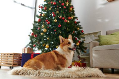 Şirin Corgi köpeği yumuşak ve yumuşak halıda oturuyor ve süslü Noel ağacının yanına bakıyor.