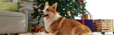 Corgi köpeği yumuşak ve yumuşak halıda oturuyor ve süslü Noel ağacının yanına bakıyor, afiş.