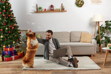 Mutlu adam dizüstü bilgisayar kullanıyor, Corgi Dog 'un yanındaki halıya oturuyor ve evdeki süslü Noel ağacını süslüyor.