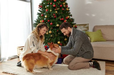 happy couple in winter clothing cuddling corgi dog near decorated Christmas tree with baubles clipart