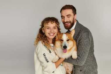 family portrait, joyful man and woman in winter attire posing with cute corgi on grey background clipart