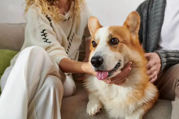 cropped couple in casual winter outfits sitting on couch and cuddling corgi dog in modern apartment