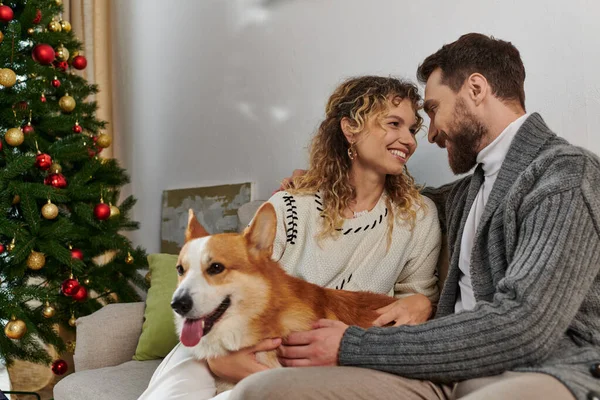 Kış kıyafetleri içinde neşeli bir çift gülümsüyor ve süslü Noel ağacının yanında Corgi köpeğiyle oynuyor.