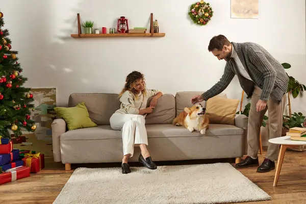 Mutlu bir kadın koltukta oturup kocasını seyrediyor kitap tutuyor ve Noel günü Corgi 'ye sarılıyor.