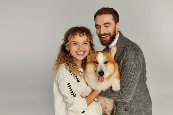 stock image family portrait, joyful man and woman in winter attire posing with cute corgi on grey background