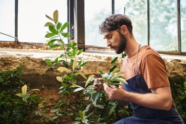 handsome and bearded gardener in denim blue apron looking at green leaves of plant in greenhouse clipart