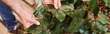 cropped view of gardener examining leaves on bush in greenhouse, man touching fresh foliage banner clipart