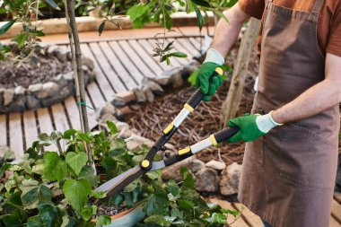 cropped shot of gardener in gloves cutting branch on tree with big gardening scissors in greenhouse clipart