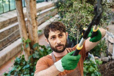 overhead view of gardener in apron cutting branch on tree with big gardening scissors in greenhouse clipart