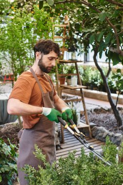 bearded gardener in linen apron trimming green bush with big gardening scissors in greenhouse clipart