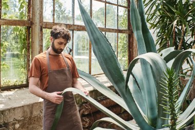 Önlüklü yakışıklı ve sakallı bahçıvan seradaki aloe vera bitkisinin yapraklarını kontrol ediyor.