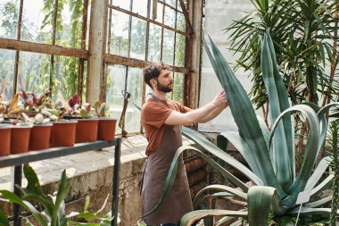 handsome and bearded gardener in apron checking leaves of aloe vera plant in greenhouse, eco care clipart