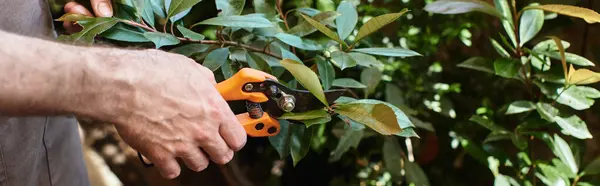 Cropped Banner Gardener Cutting Branches Plants Gardening Scissors Greenhouse — Stock Photo, Image