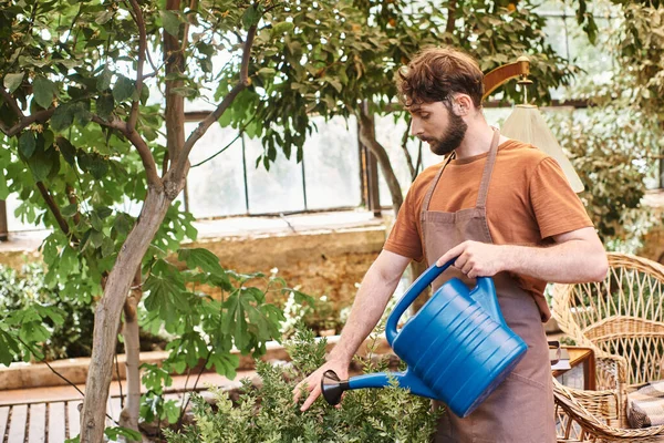 Jardineiro Profissional Avental Linho Regar Arbusto Verde Com Regador Azul — Fotografia de Stock