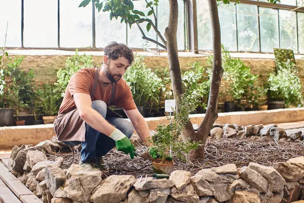 stock image handsome bearded gardener in gloves and apron transplanting plant and digging ground in greenhouse