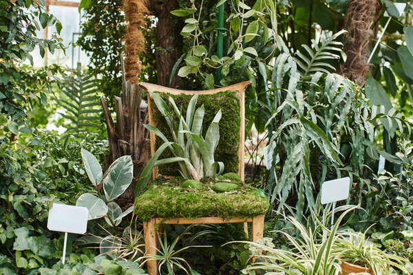 green plant growing from wooden chair inside of greenhouse, fresh foliage and horticulture concept