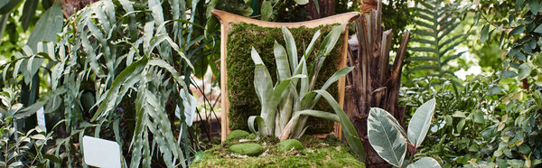 green plant growing from wooden chair inside of greenhouse, fresh foliage and horticulture banner
