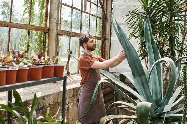 handsome and bearded gardener in apron checking leaves of aloe vera plant in greenhouse, eco care