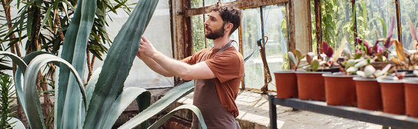 handsome and bearded gardener in apron checking leaves of aloe vera plant in greenhouse, banner