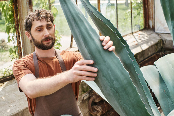 handsome and bearded gardener in apron checking leaves of aloe vera plant in greenhouse, eco care