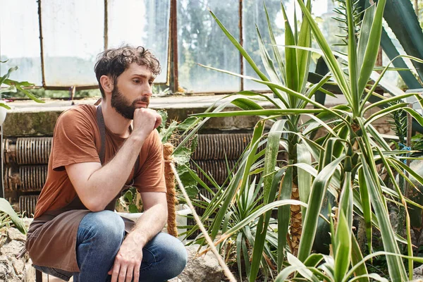 stock image handsome and bearded gardener in apron checking leaves of plant in greenhouse, green thumb