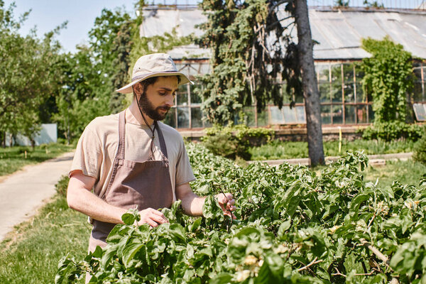 bearded gardener in sun hat and linen apron examining green leaves of bush while working outdoors