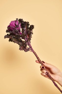 object photo of kale leaf in hand of young unknown female with nail polish on pastel yellow backdrop clipart