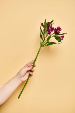 object photo of fresh lilies in hand of unknown woman with nail polish on pastel yellow backdrop clipart