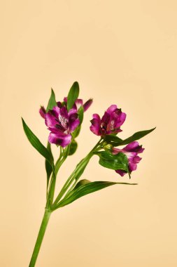 object photo of beautiful blossoming purple lilies with stem on pastel yellow background, nobody clipart
