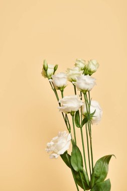 Renkli sarı arka planda çiçek açan güzel beyaz Eustoma çiçeklerinin nesne fotoğrafı, hiç kimse