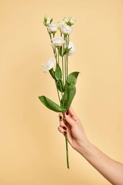 unknown woman with nail polish holding beautiful fresh eustoma flowers on pastel yellow backdrop